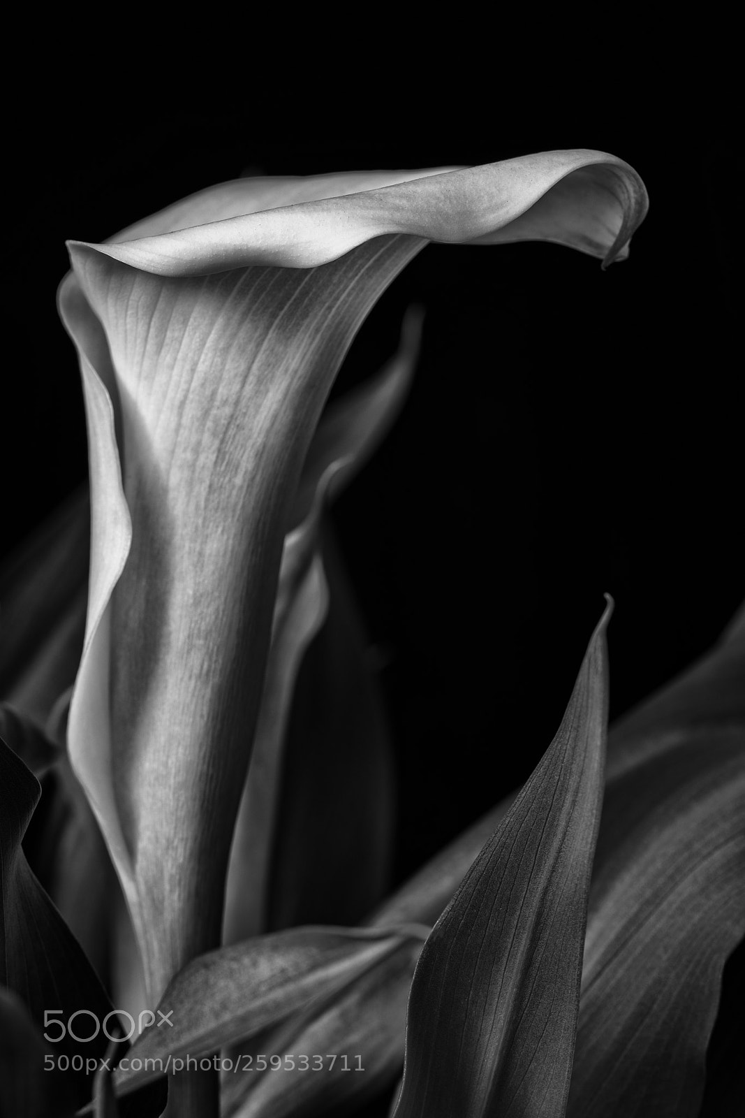Canon EOS 5D Mark IV sample photo. Calla lily photography