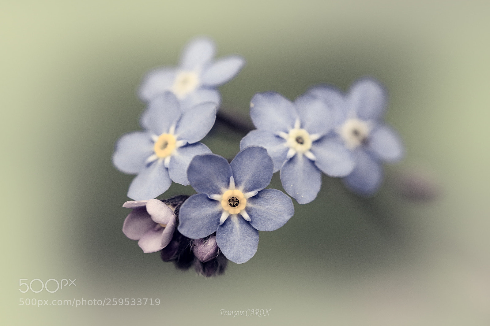 Canon EOS 70D sample photo. Forget me not photography
