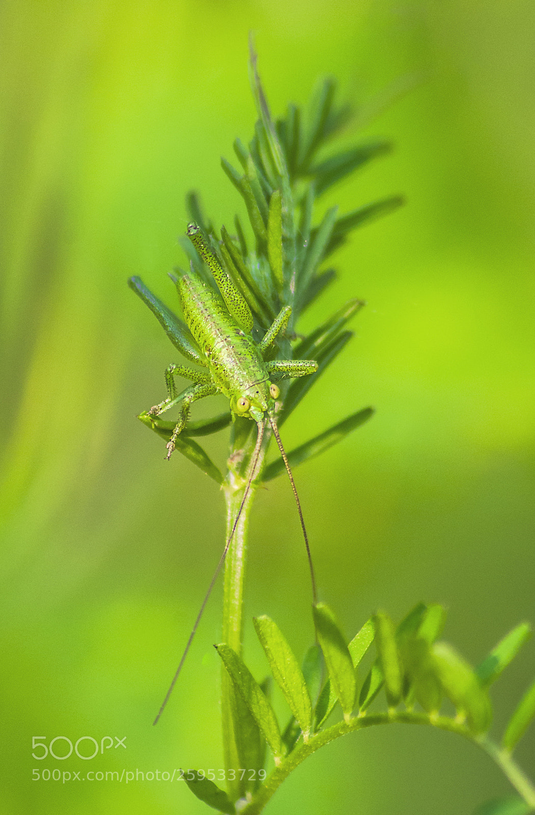 Pentax K-30 sample photo. Green grasshopper juvenile #3 photography
