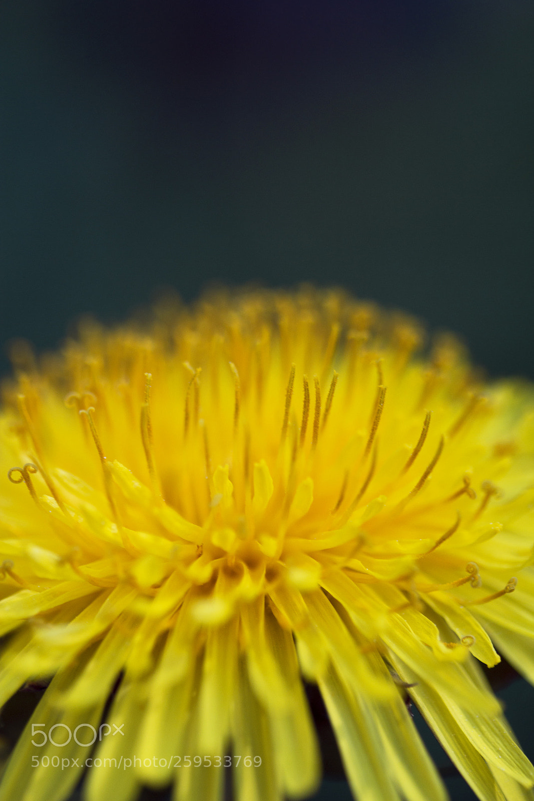 Canon EOS 60D sample photo. L wenzahn taraxacum sect photography