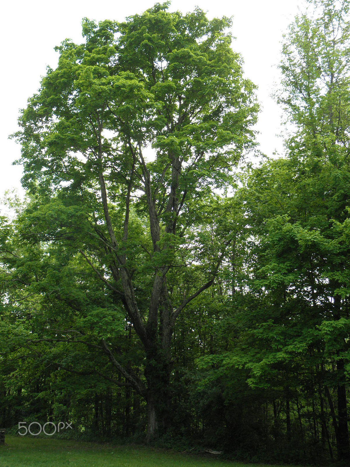 Olympus SP600UZ sample photo. Majestic tree photography