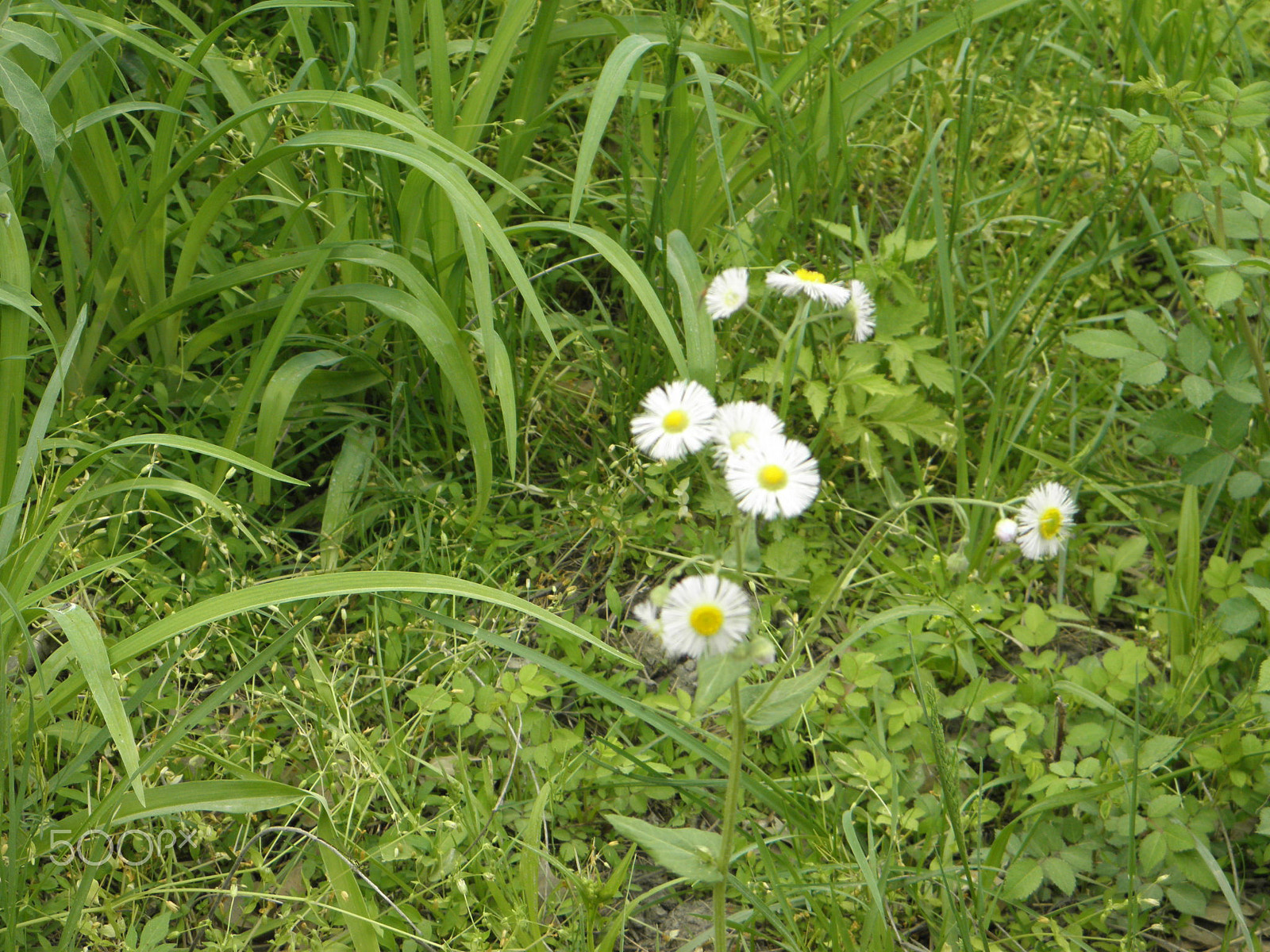 Olympus SP600UZ sample photo. White wild flowers photography