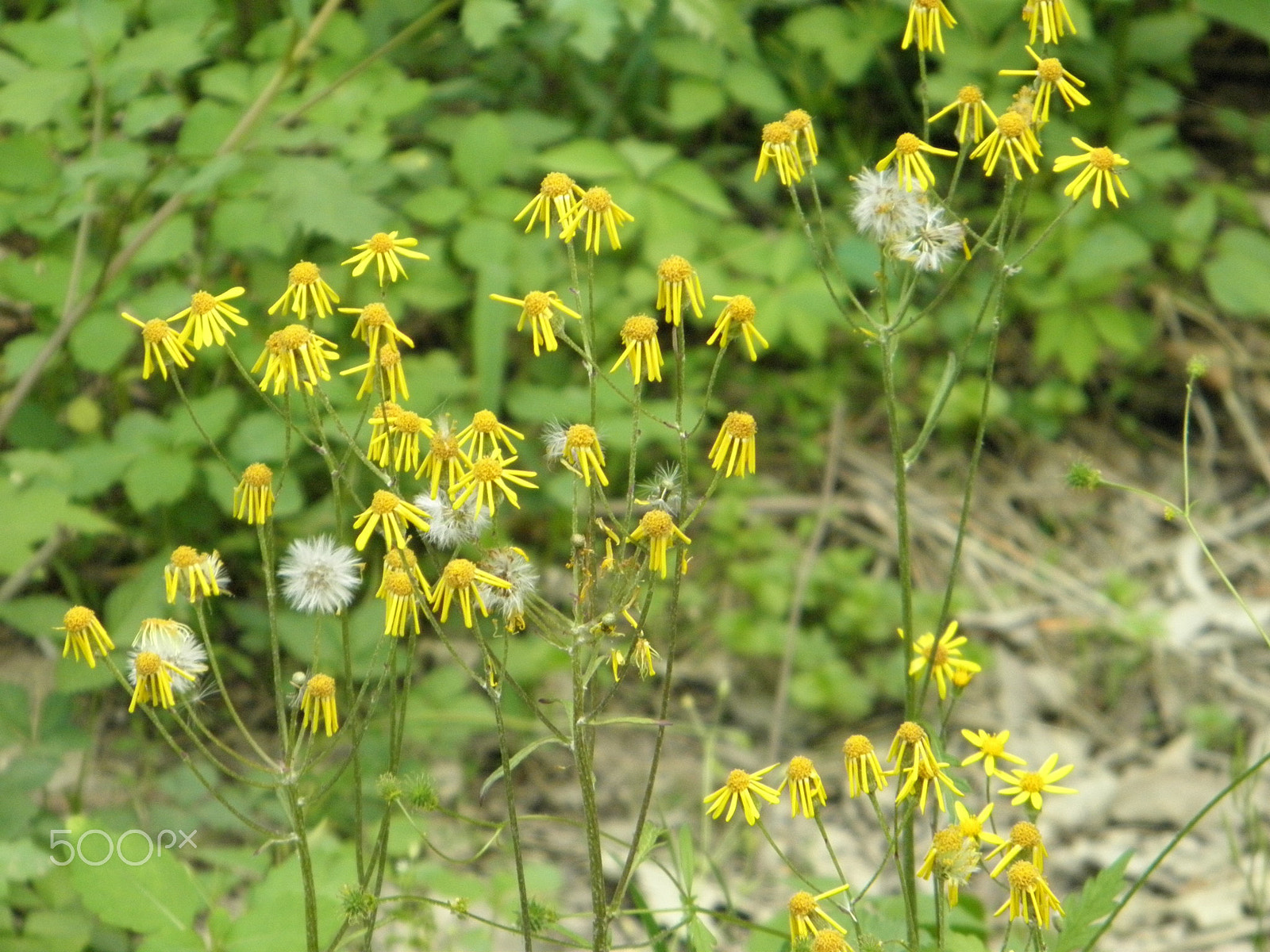 Olympus SP600UZ sample photo. Yellow wild flowers photography