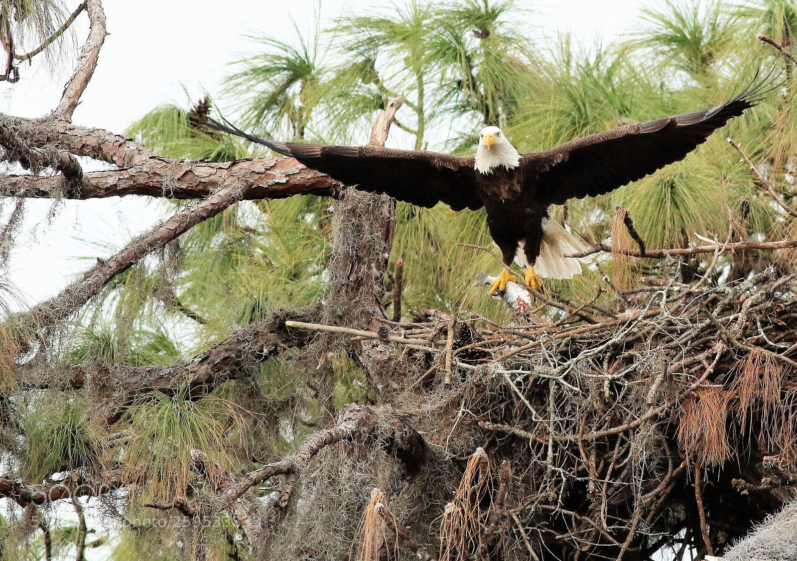 Canon EOS 70D sample photo. Memorial day eagle photography