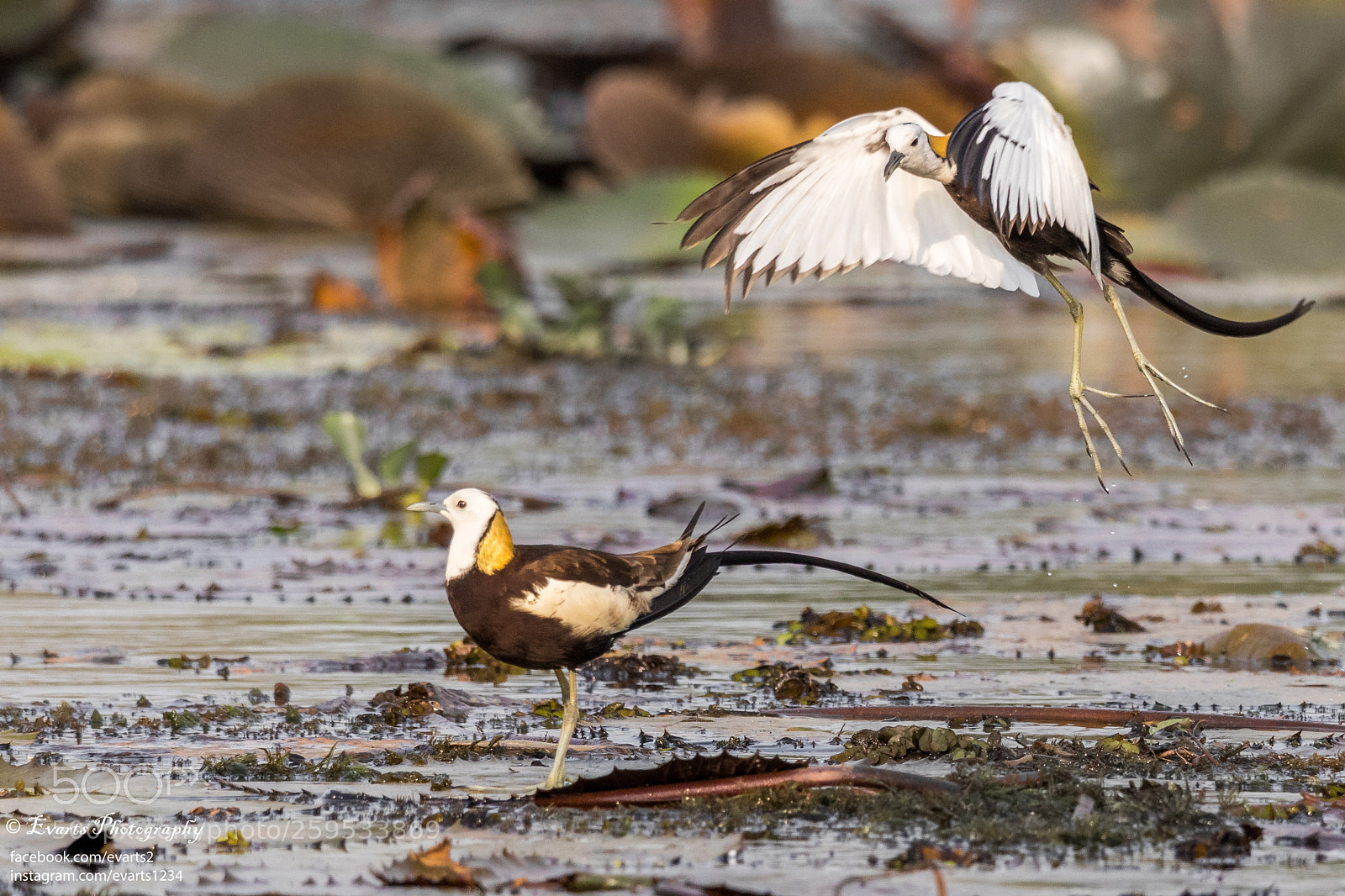 Canon EOS 80D sample photo. The pheasant-tailed jacana photography