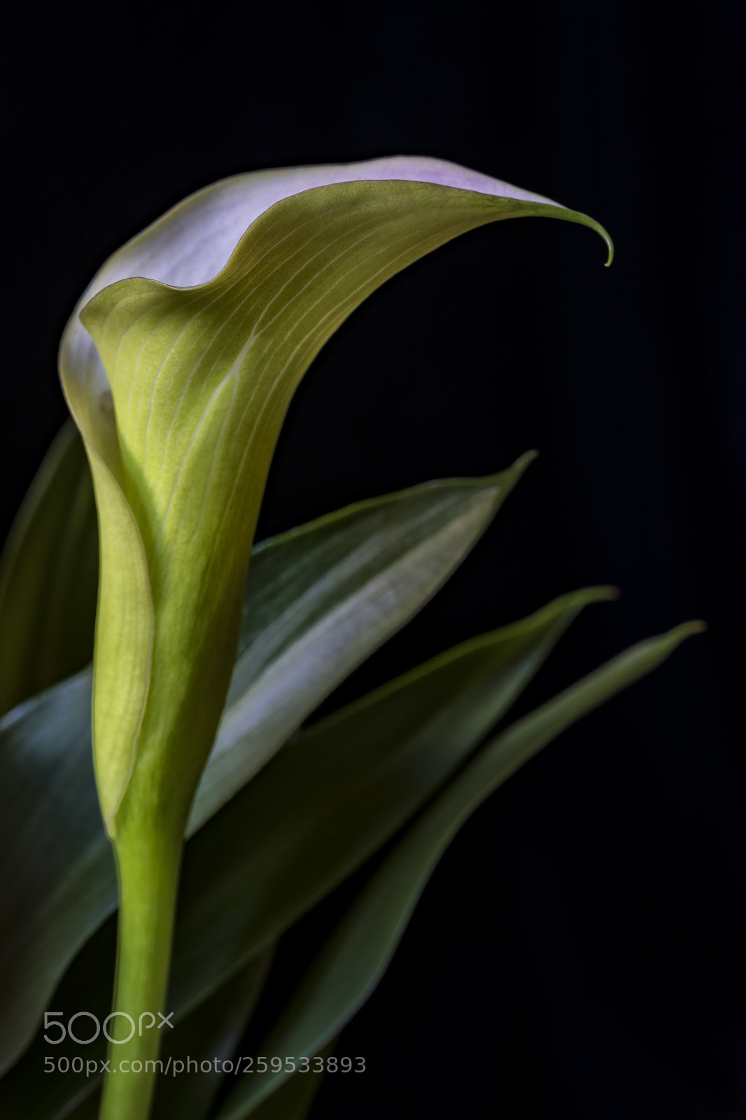 Canon EOS 5D Mark IV sample photo. Calla lily color photography
