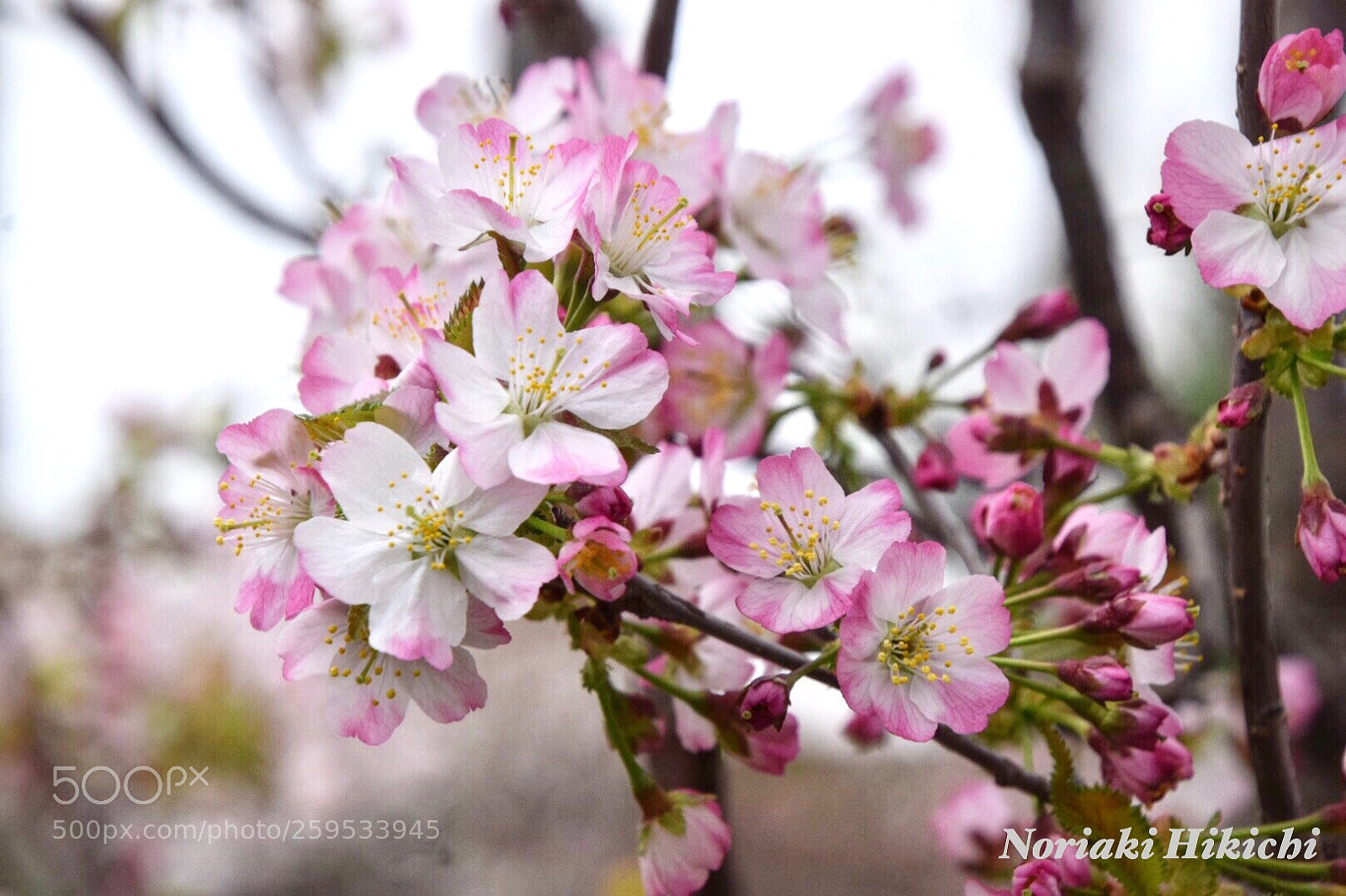 Nikon D5300 sample photo. Chishima cherry? photography