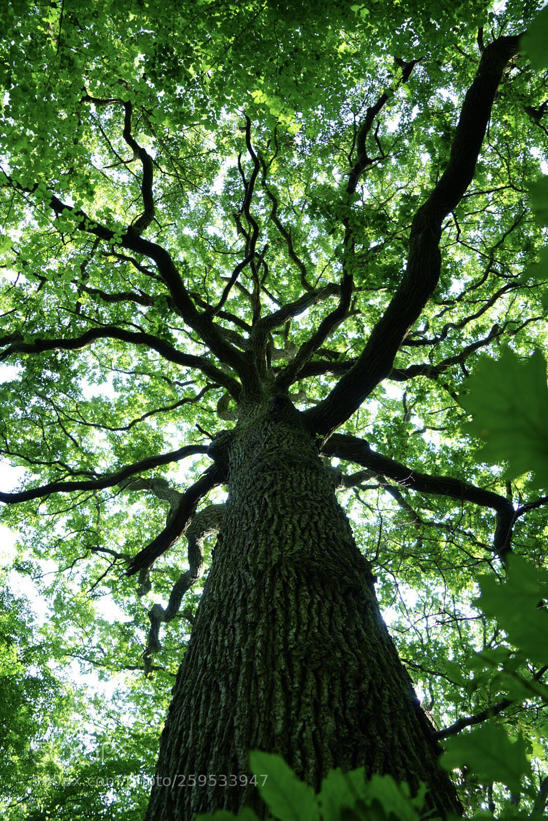 Sony a7R II sample photo. Tree photography