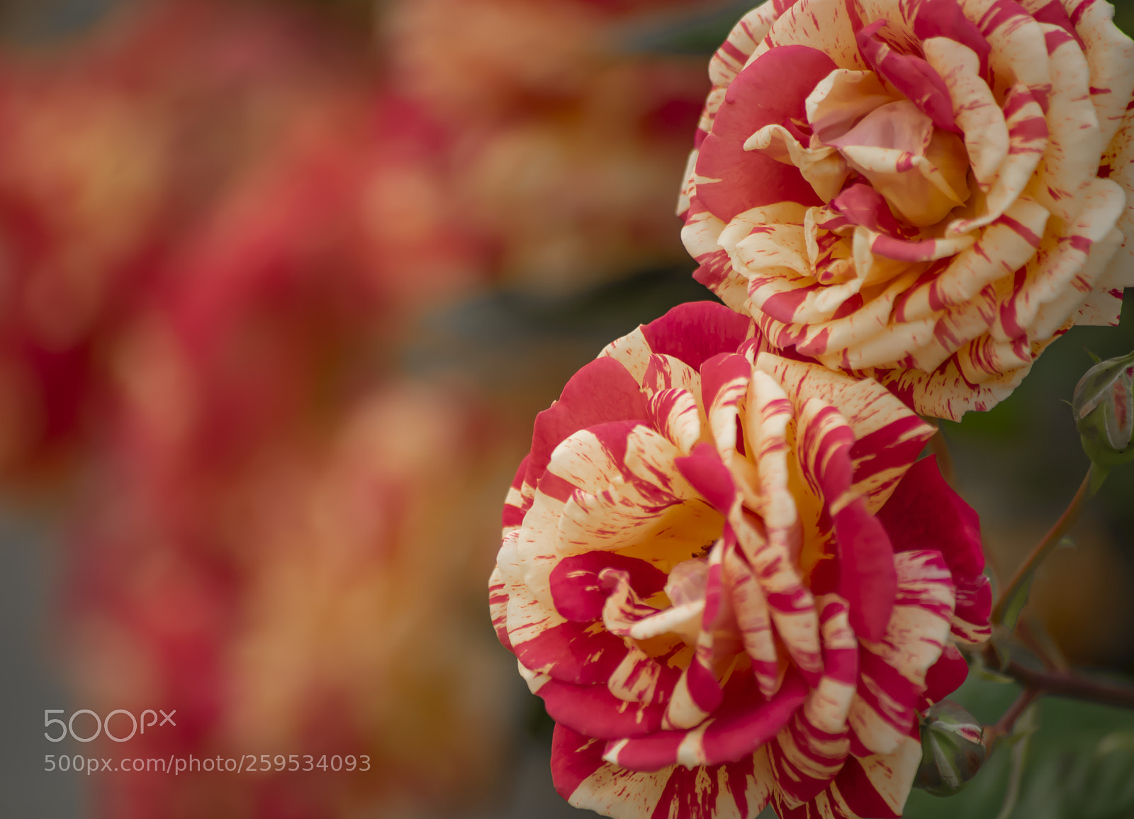 Sony a7 II sample photo. Striped roses are blooming photography