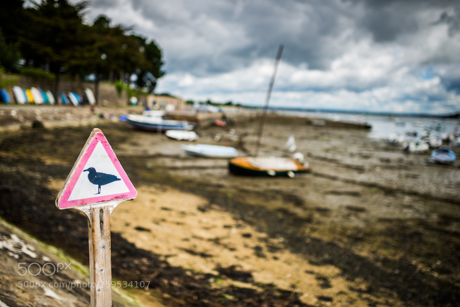 Nikon D610 sample photo. Beware of seagulls photography