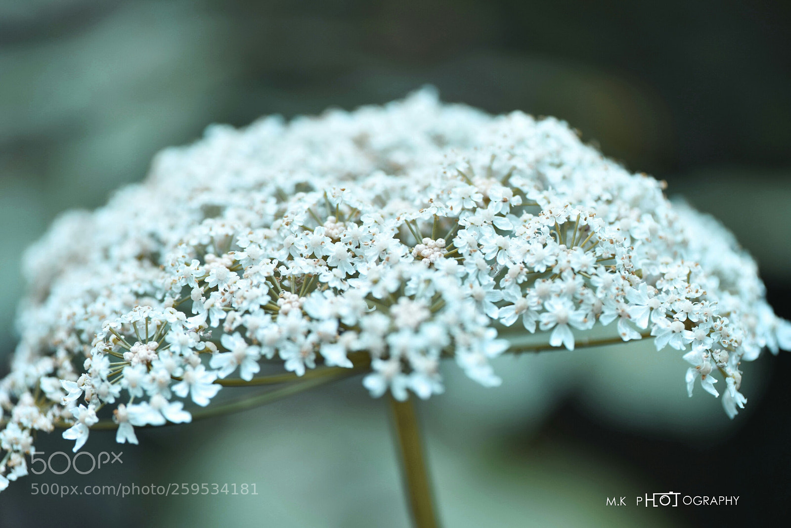 Nikon D810 sample photo. Untitled photography