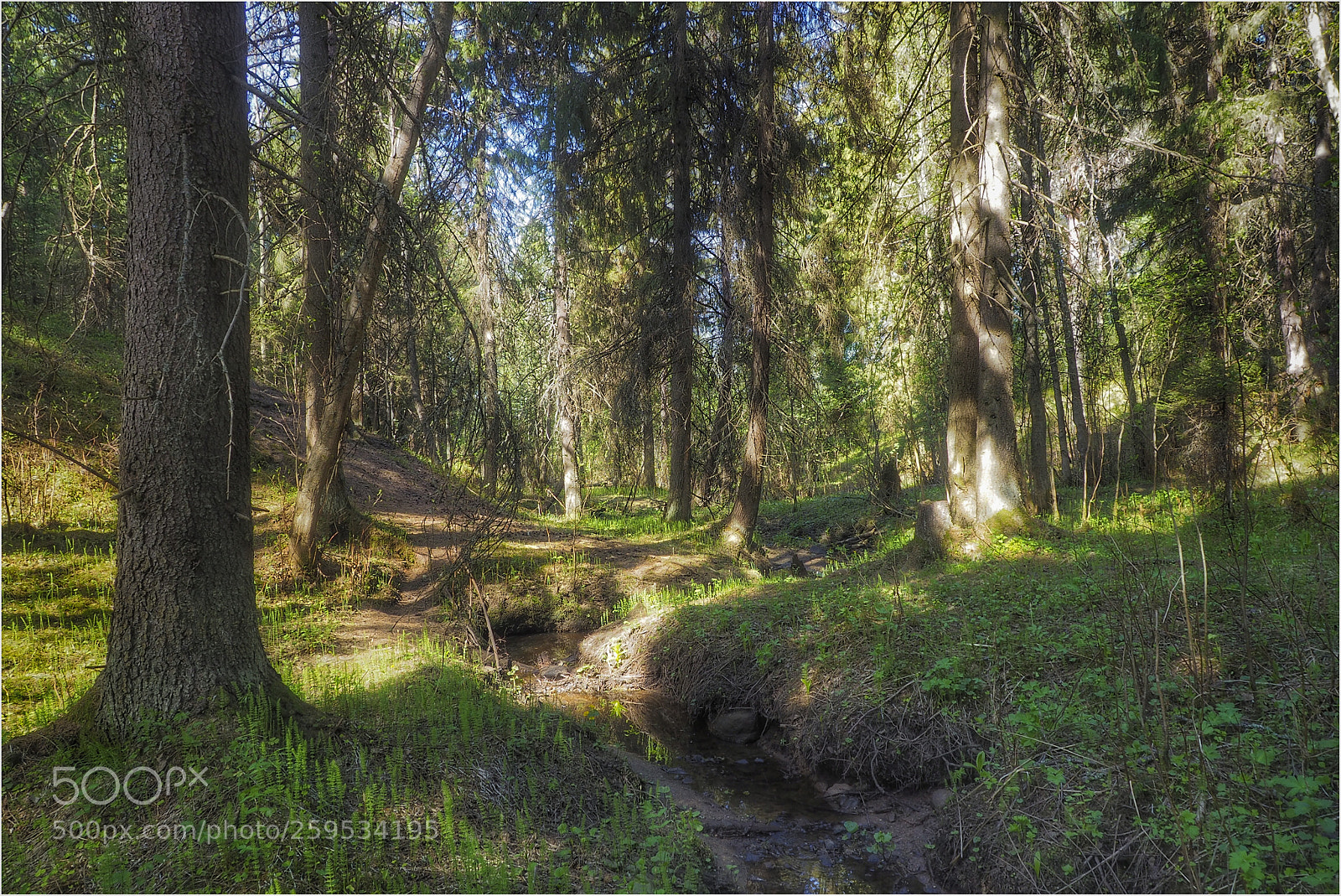 Olympus OM-D E-M10 II sample photo. In the shade trees photography