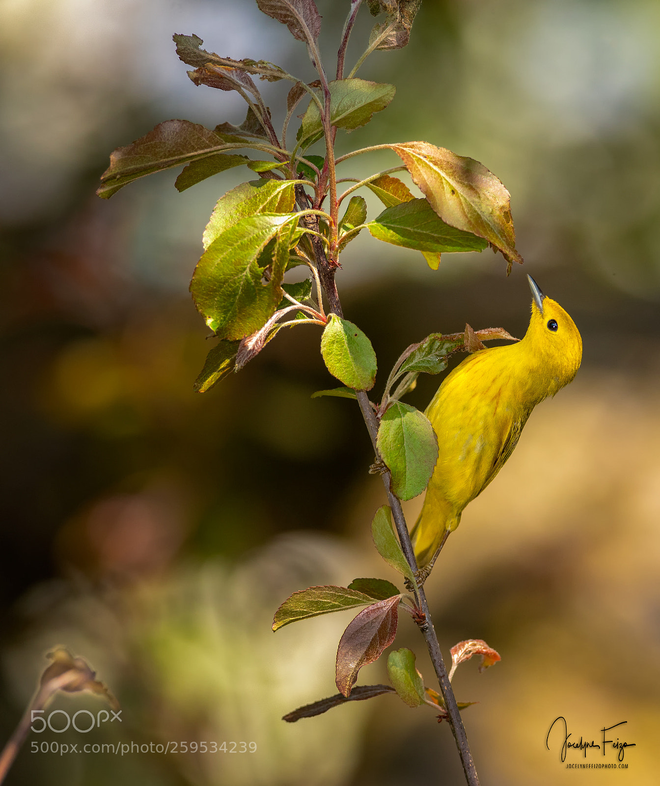 Nikon D750 sample photo. Yellow warbler photography
