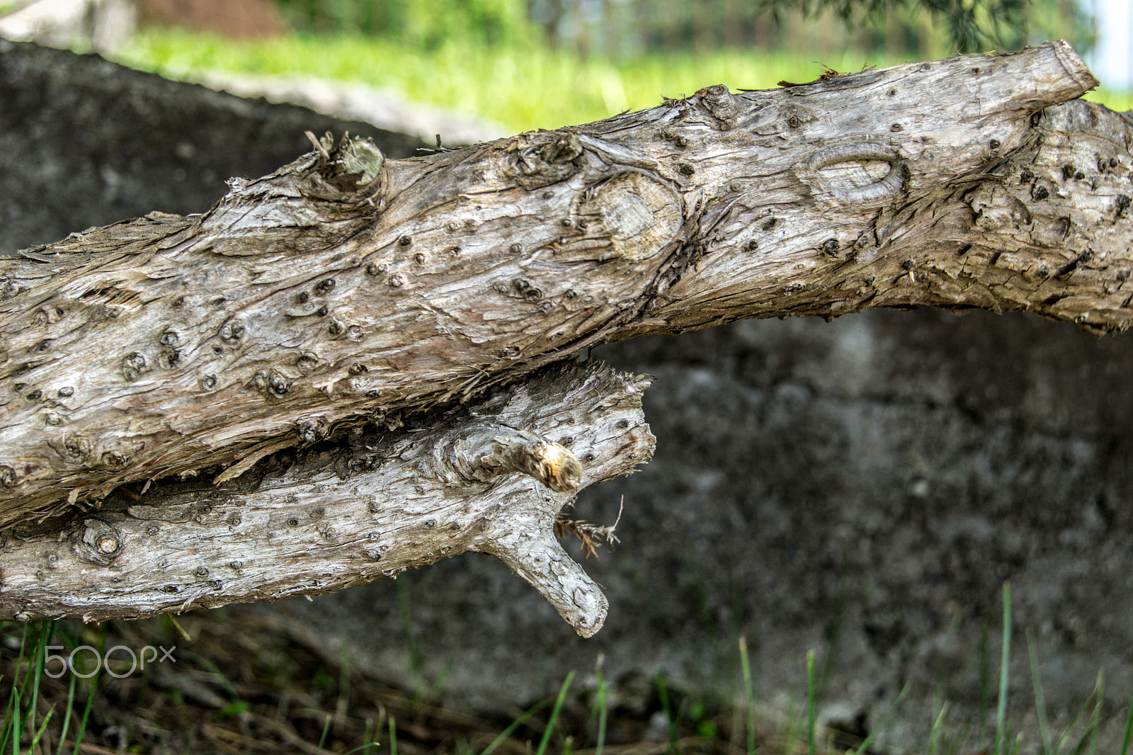 Sony a5100 sample photo. Walking on castione pt6 photography