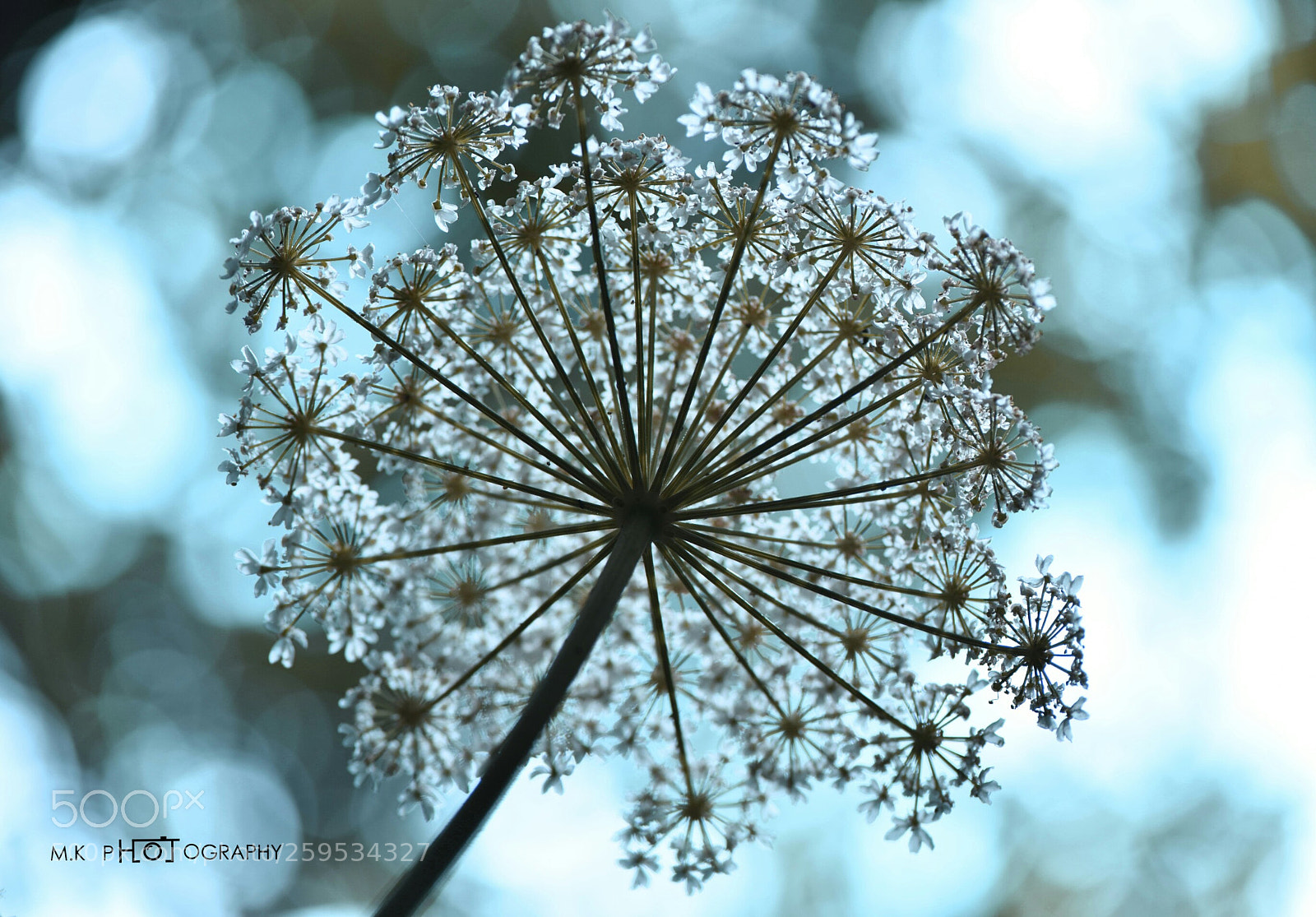 Nikon D810 sample photo. Untitled photography