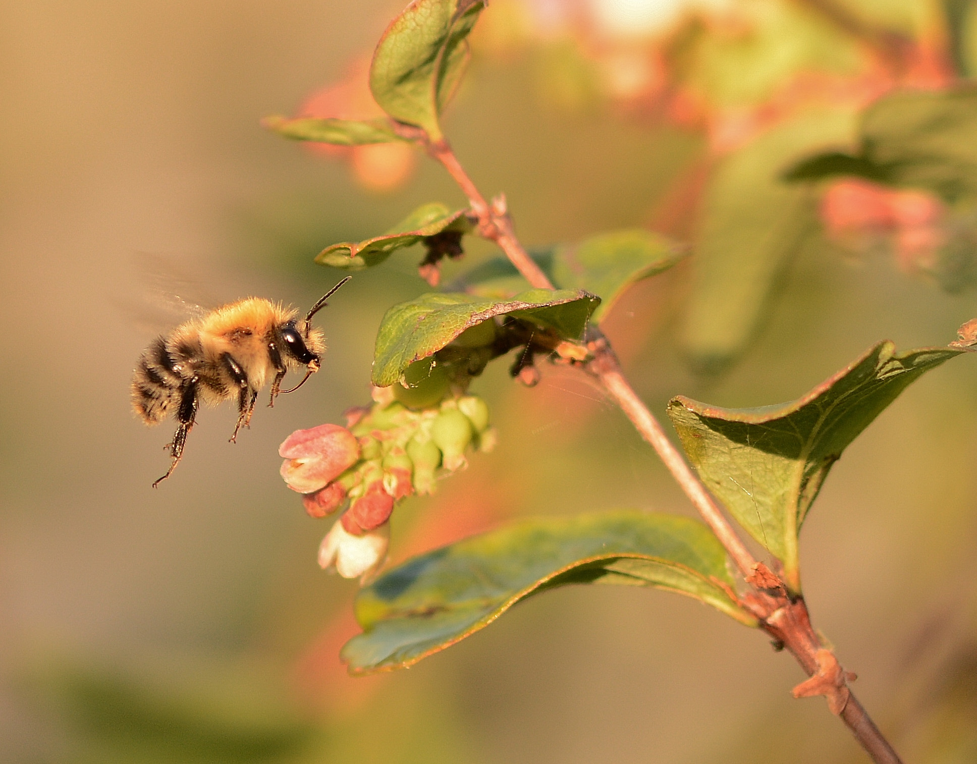 Nikon D7100 + Sigma 105mm F2.8 EX DG OS HSM sample photo. Abeille photography