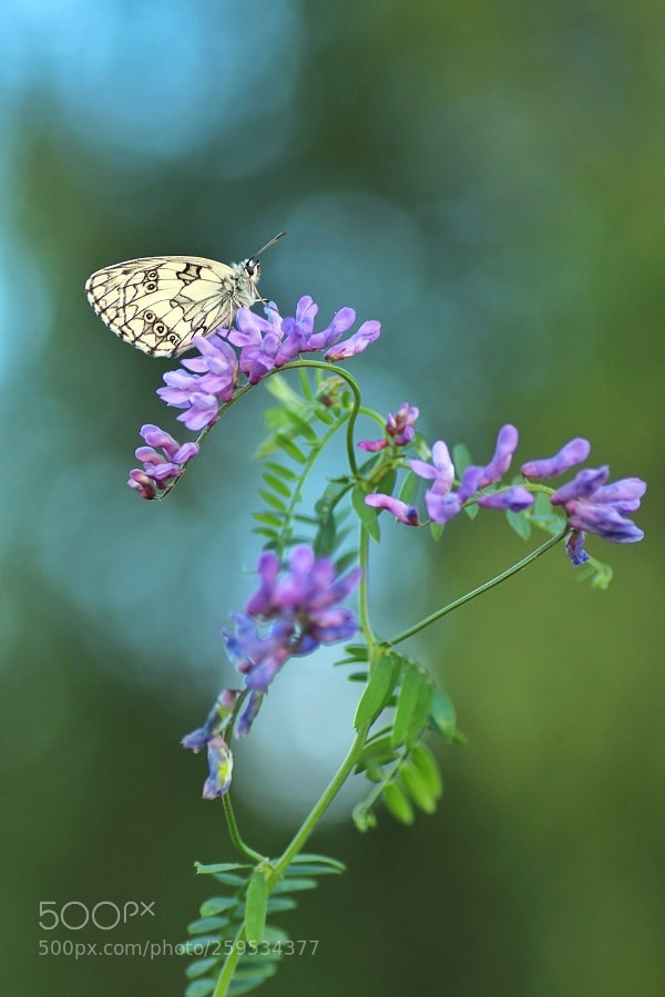 Canon EOS 700D (EOS Rebel T5i / EOS Kiss X7i) sample photo. Schachbrettfalter am abend photography