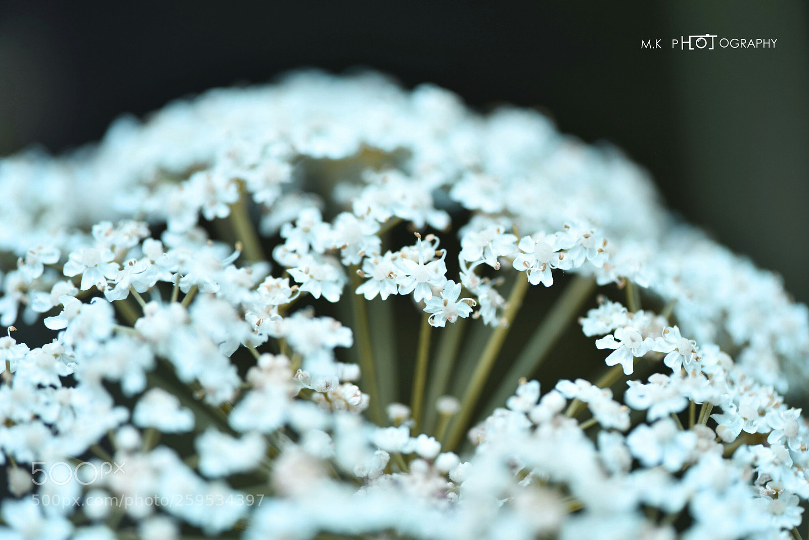 Nikon D810 sample photo. Untitled photography