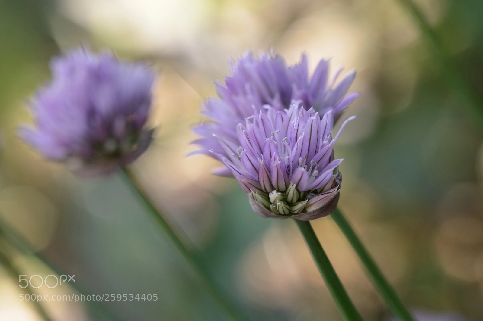 Nikon D5500 sample photo. Sweet dreams are made photography