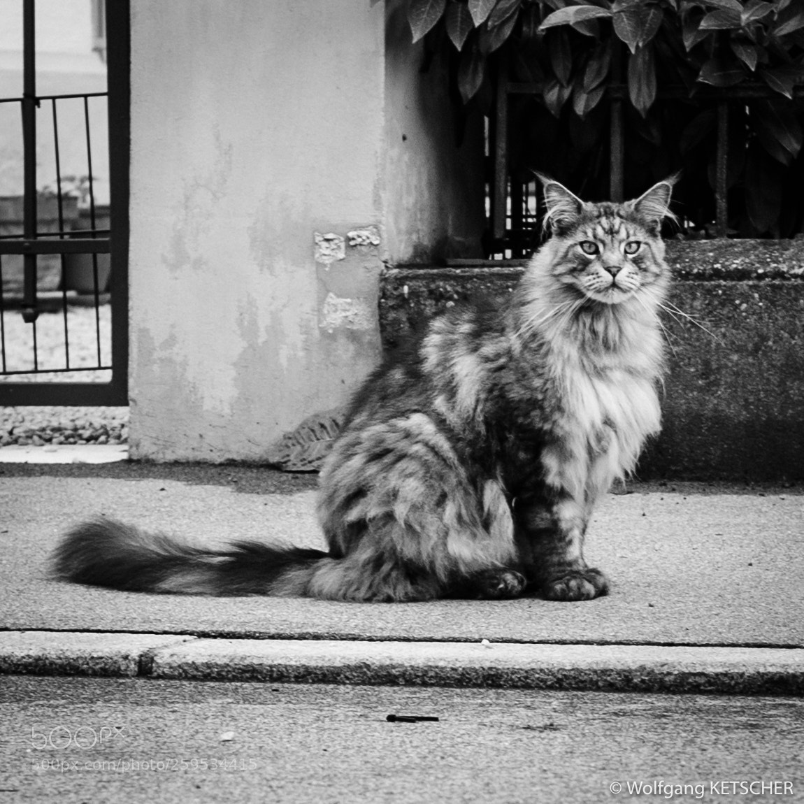 Nikon D750 sample photo. Proud cat photography