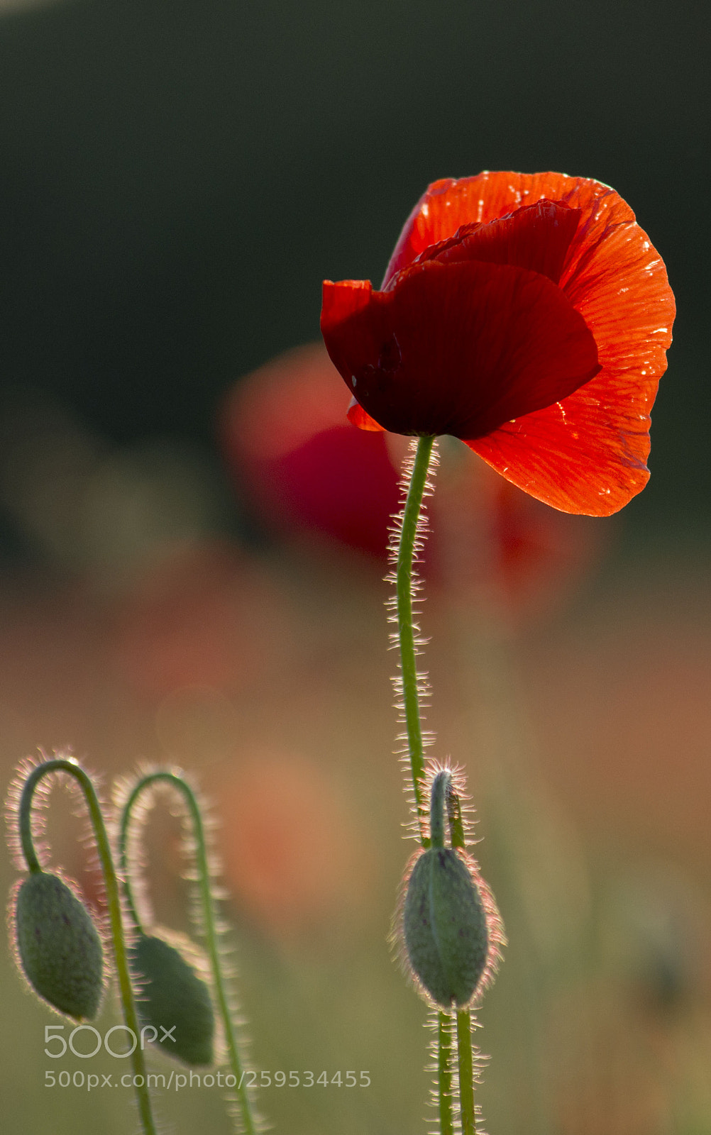 Nikon D7200 sample photo. A photography