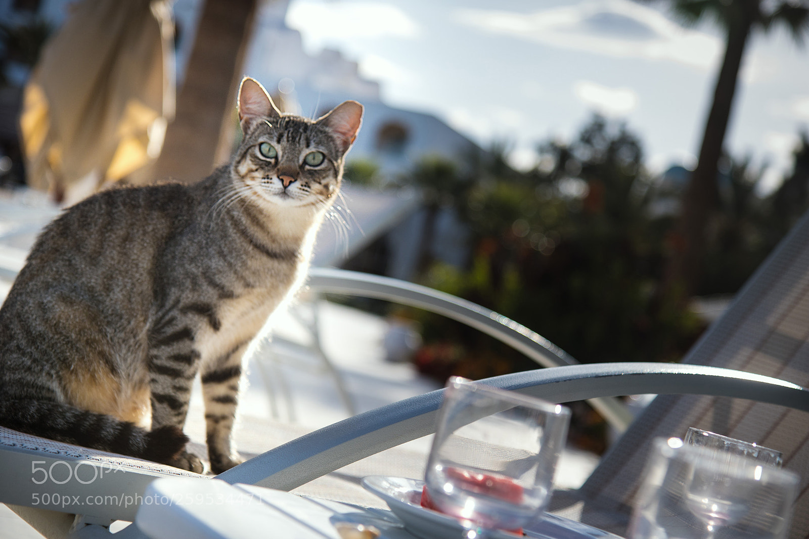 Canon EOS 7D Mark II sample photo. Hotel cat photography