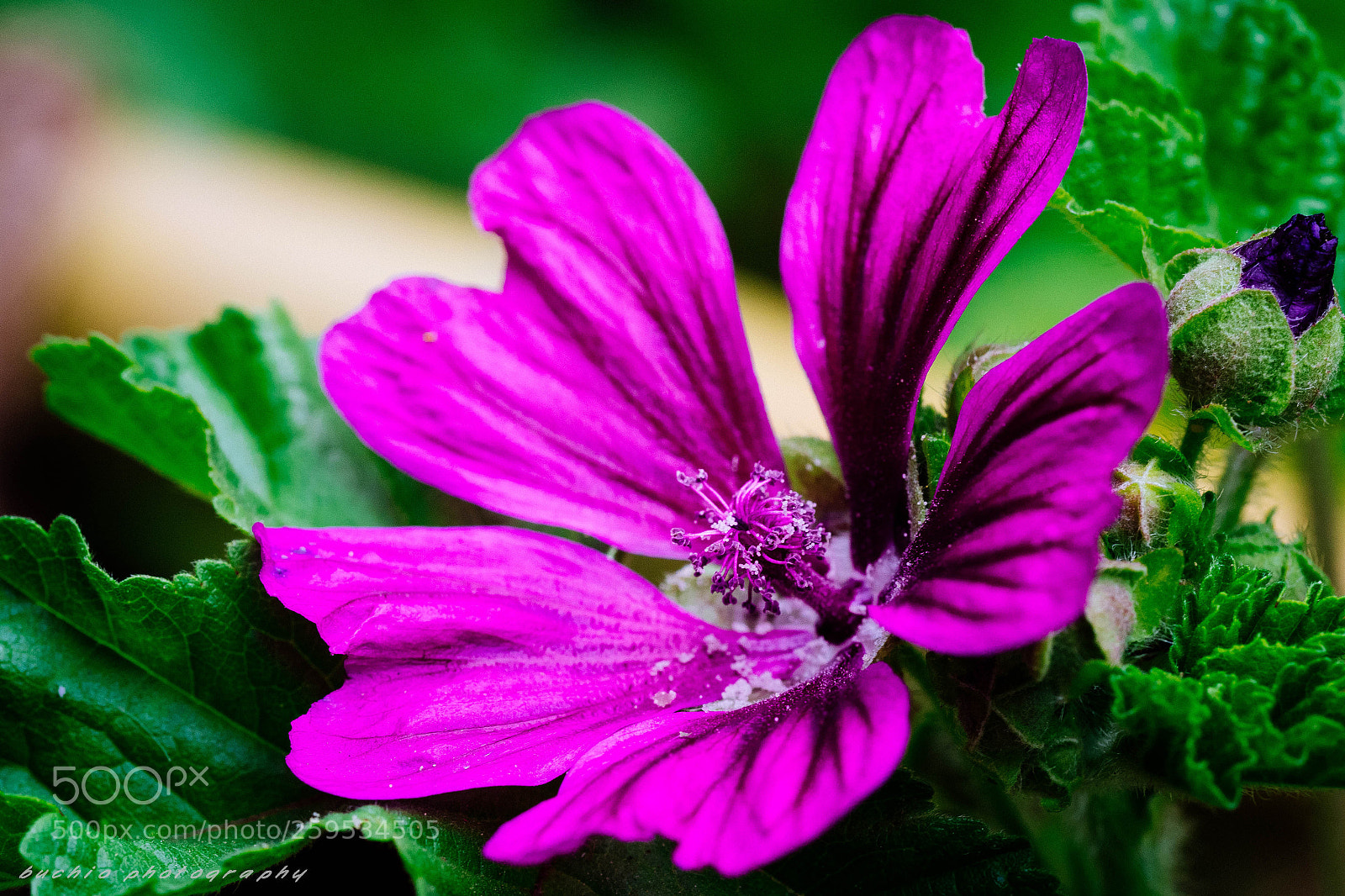 Olympus OM-D E-M1 Mark II sample photo. Mallow photography