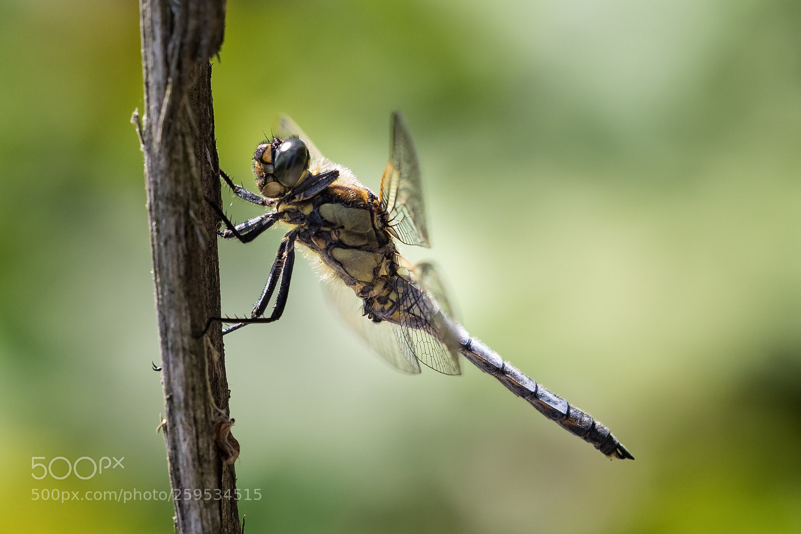Olympus OM-D E-M1 sample photo. Chaser photography