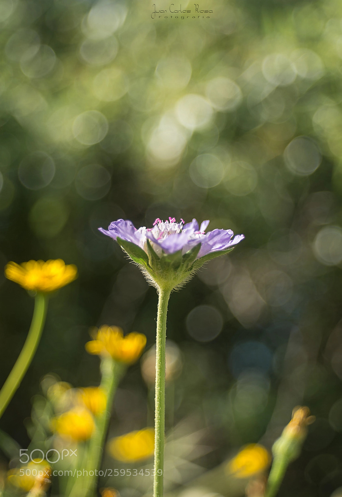 Nikon D610 sample photo. Primavera. photography