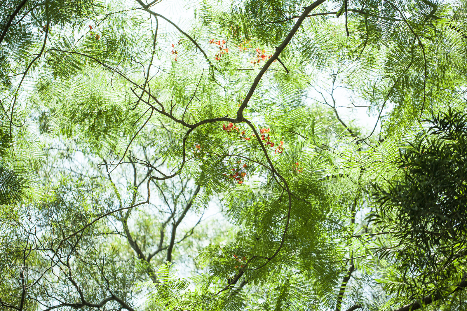 Canon EOS 5D Mark II sample photo. Tree photography