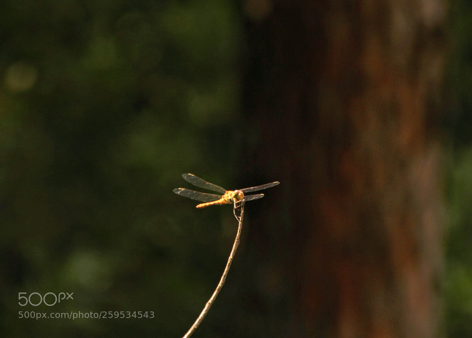 Canon EOS 700D (EOS Rebel T5i / EOS Kiss X7i) sample photo. Firefly photography