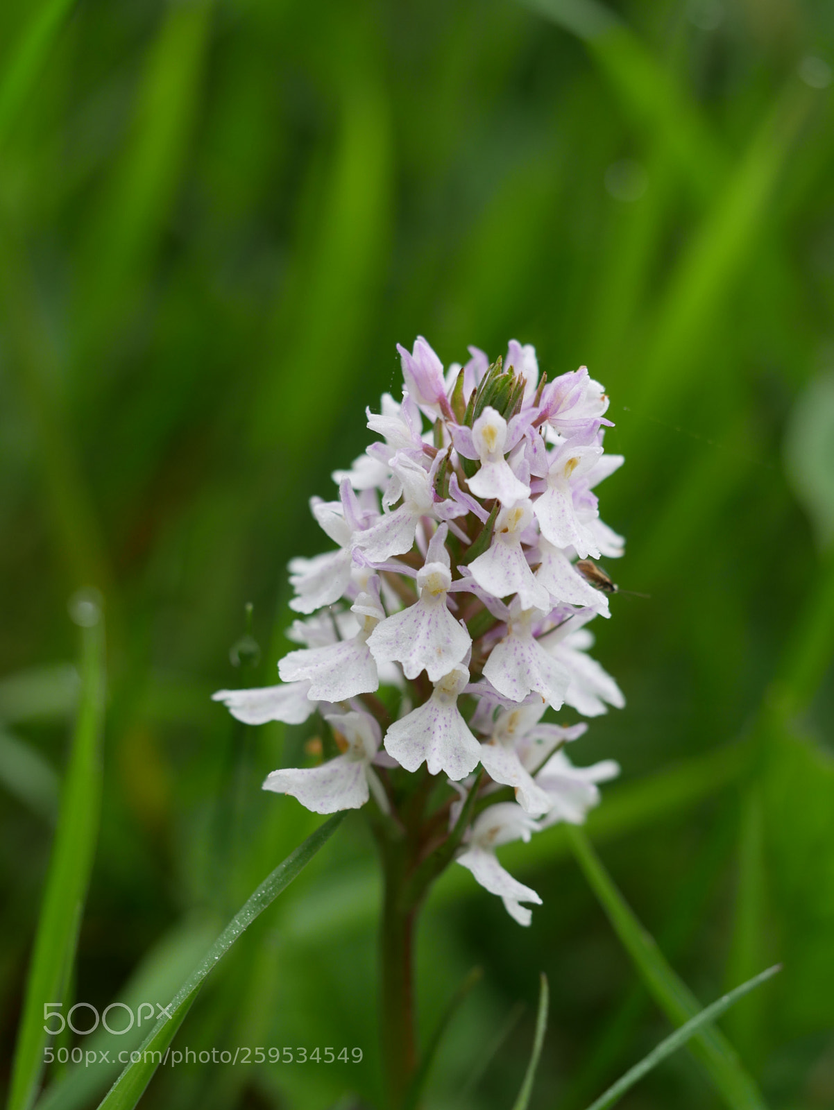 Panasonic Lumix DMC-GX85 (Lumix DMC-GX80 / Lumix DMC-GX7 Mark II) sample photo. Orchid in the wild photography