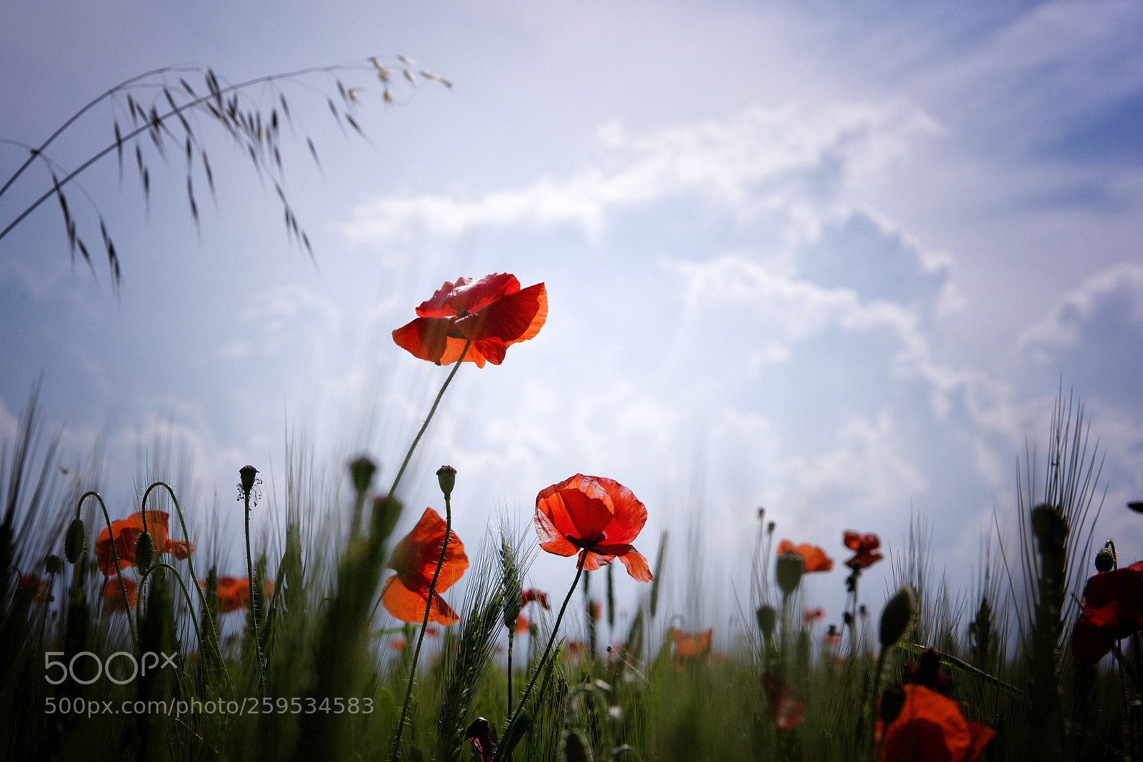 Canon EOS 5D Mark II sample photo. Lo sai che i photography