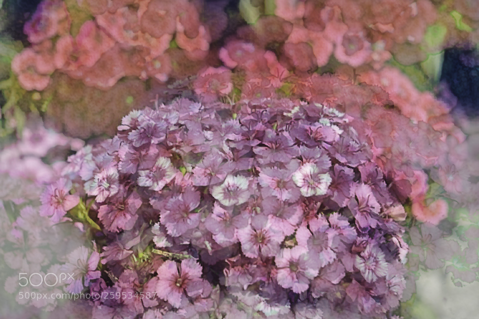 Sony a7 sample photo. Dreaming photography