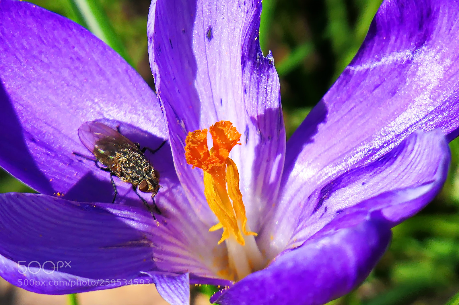 Panasonic Lumix DMC-FZ2500 (Lumix DMC-FZ2000) sample photo. Die fliege photography
