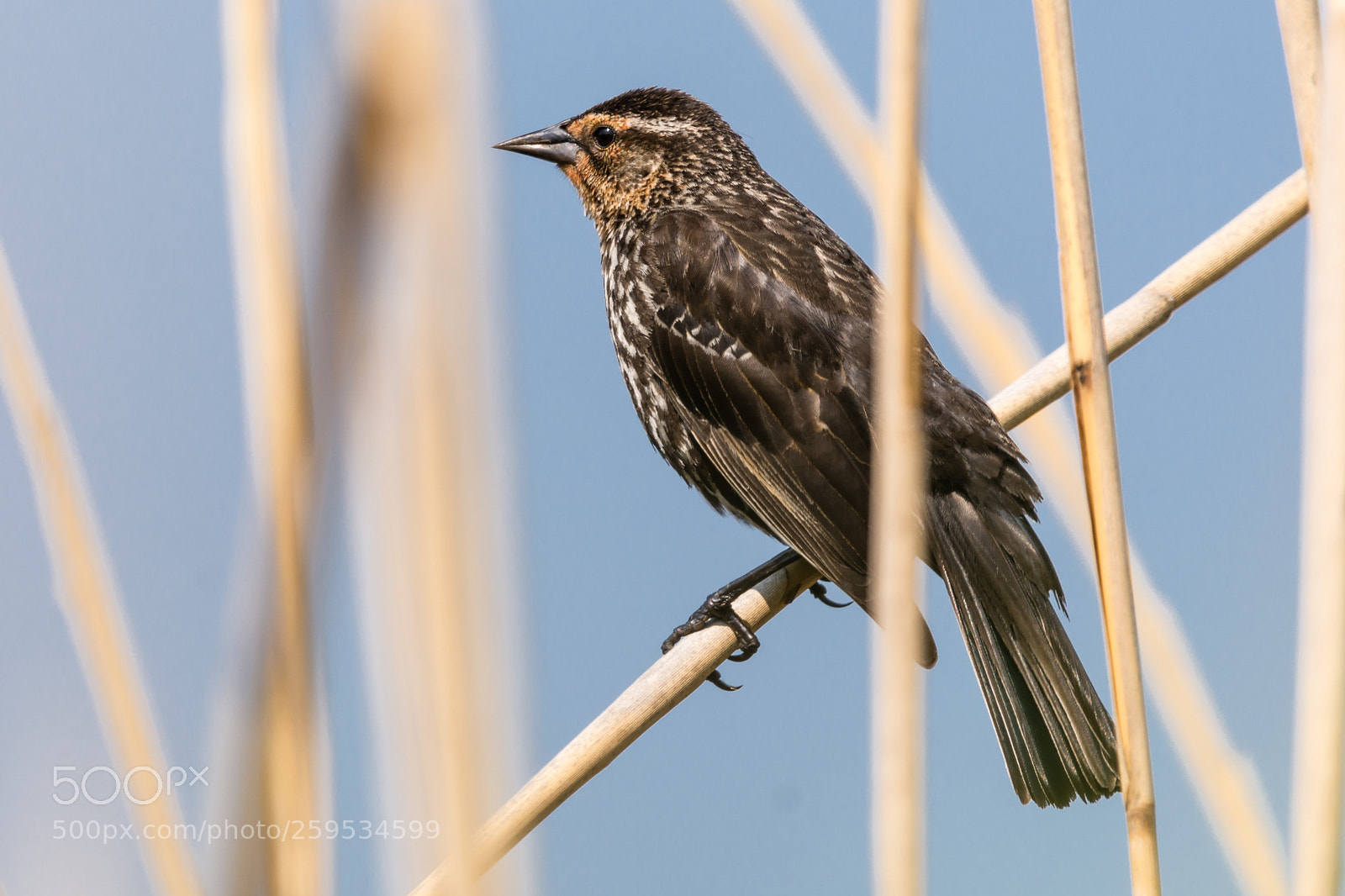 Nikon D7100 sample photo. Common finch in reeds photography