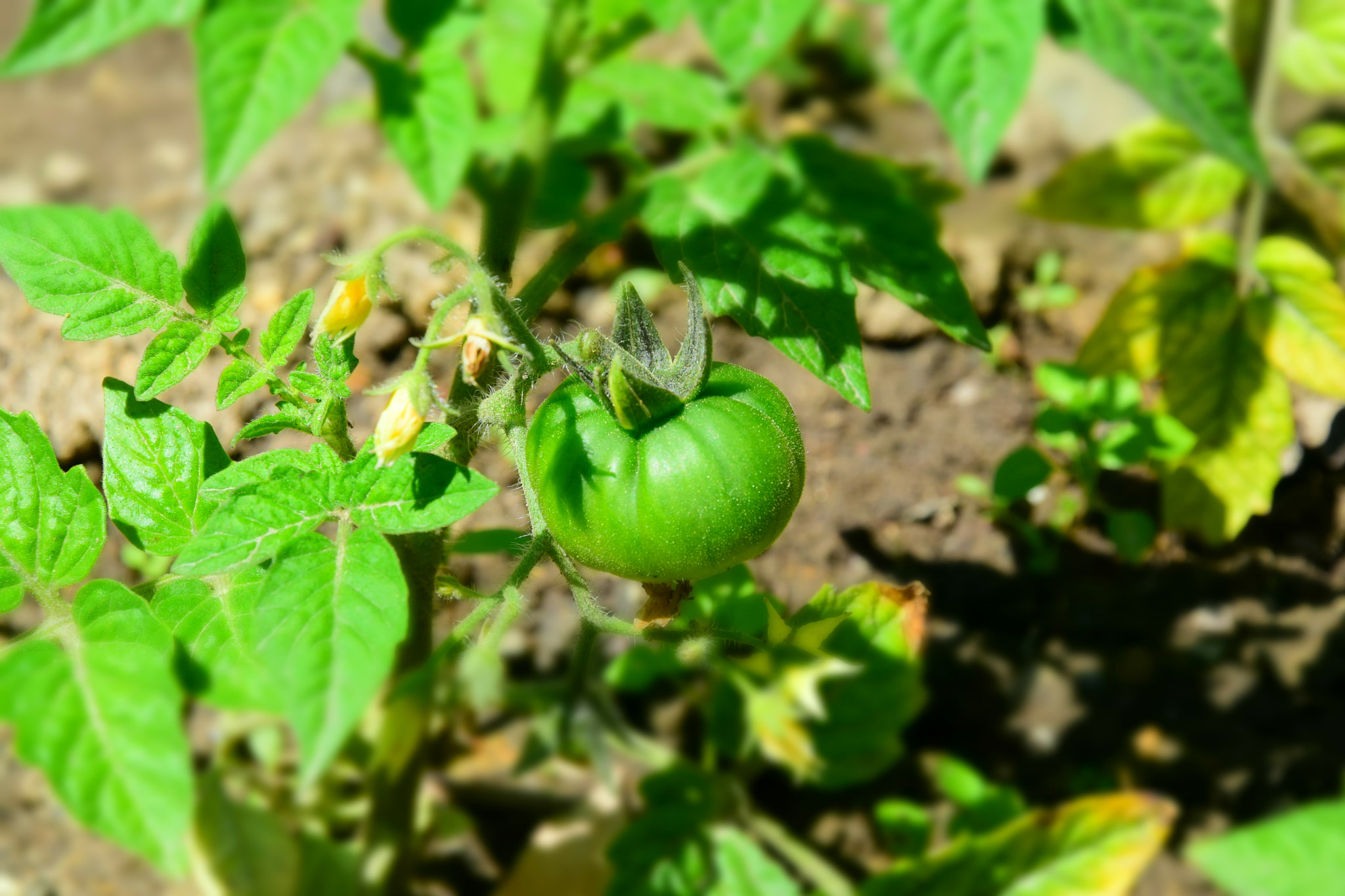 Nikon D5600 sample photo. Dsc photography