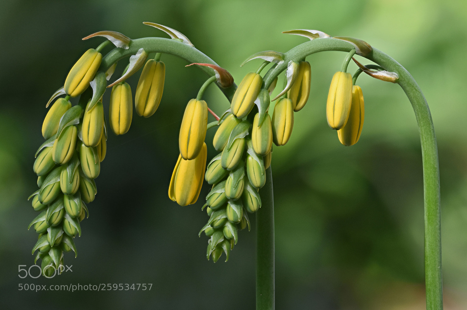 Nikon D7200 sample photo. Albuca sp. photography