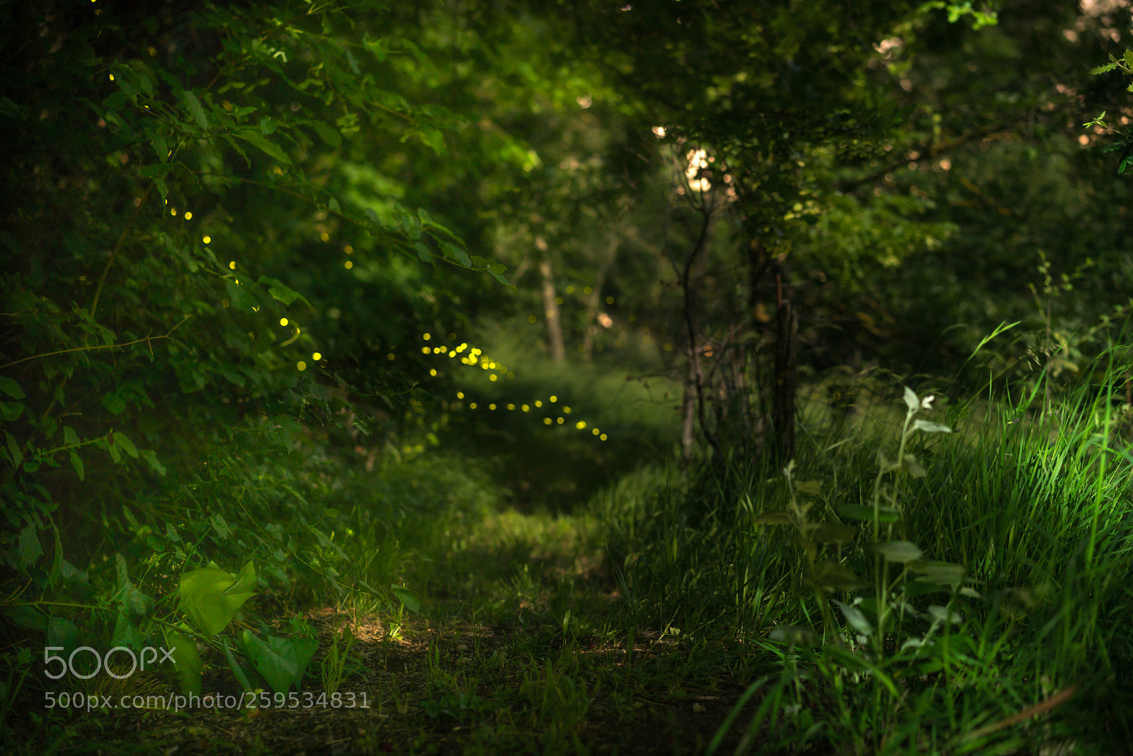 Sony a7R II sample photo. Lucciole per lanterne photography