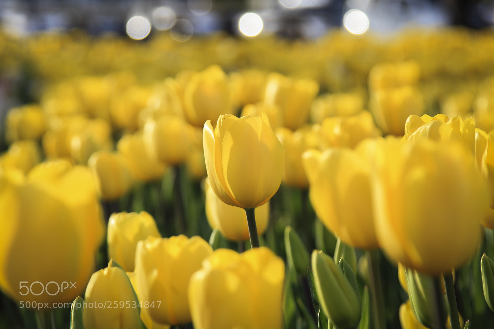 Canon EOS 550D (EOS Rebel T2i / EOS Kiss X4) sample photo. Yellow beauty photography