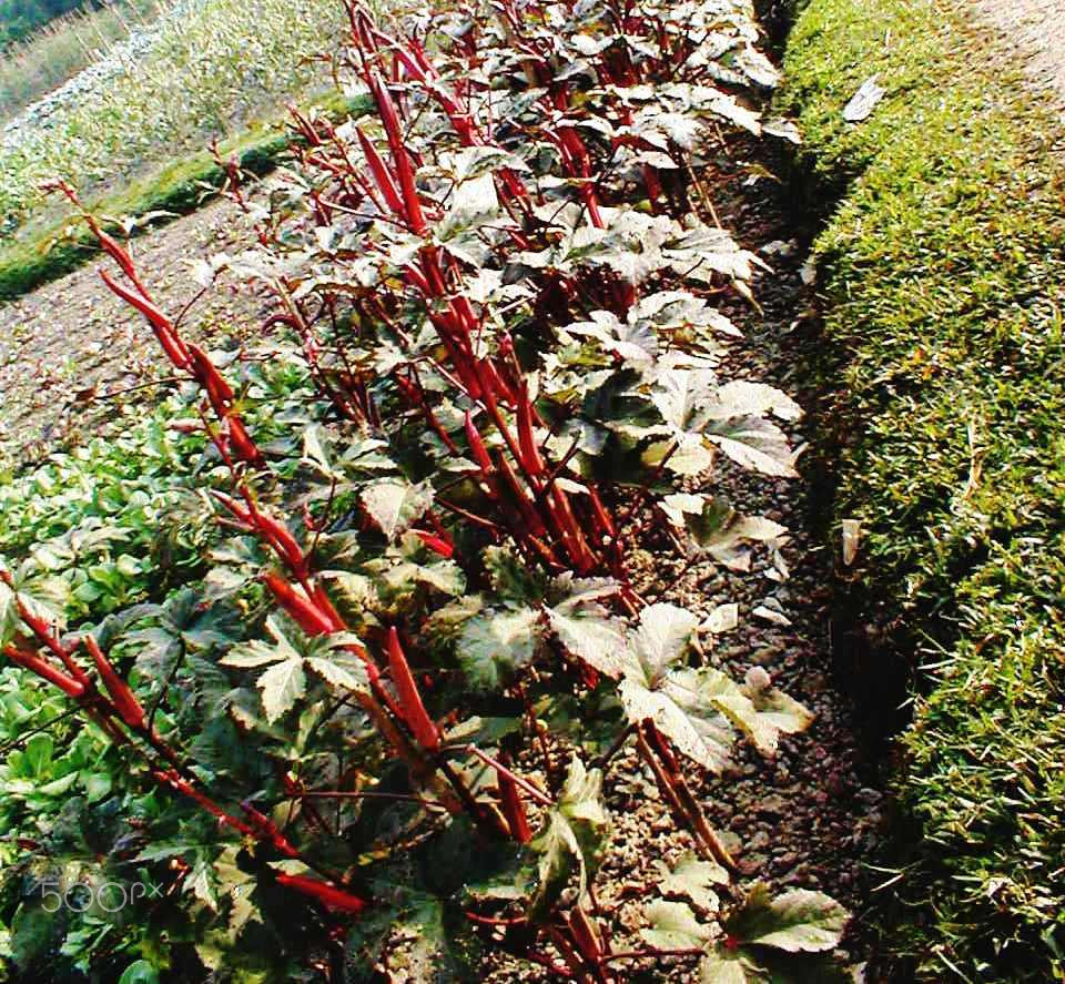 Olympus C860L,D360L sample photo. Hybrid red okra  as edging plants photography