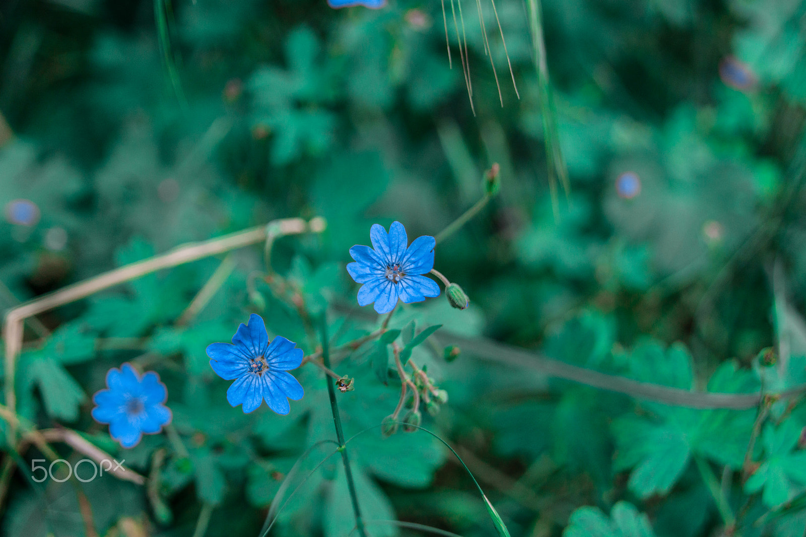 Sony a5100 sample photo. Walking on castione pt6 photography