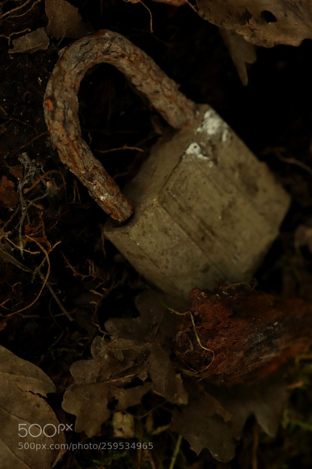 Canon EOS 77D (EOS 9000D / EOS 770D) sample photo. ... photography