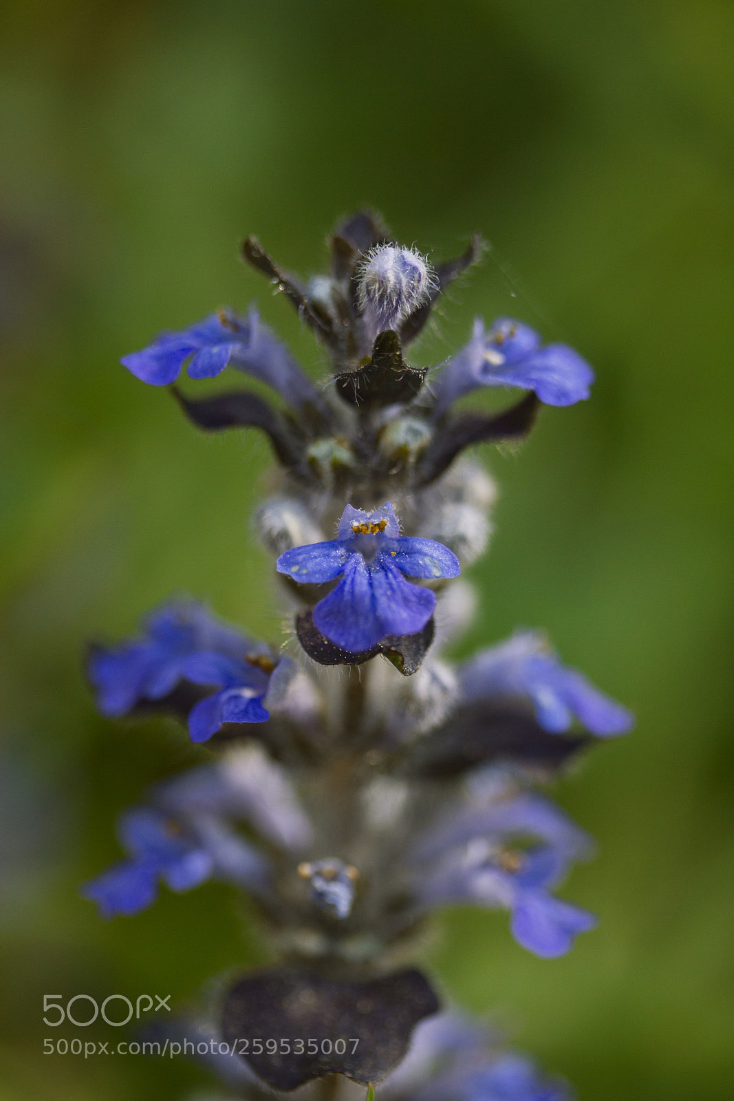 Canon EOS 60D sample photo. Kriechende g nsel ajuga photography