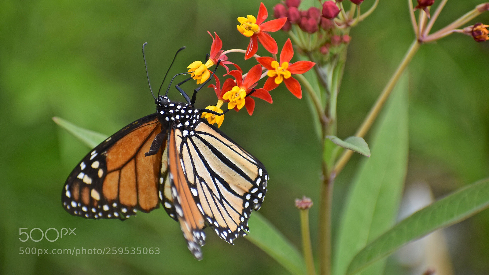 Nikon D5500 sample photo. Monarch  photography