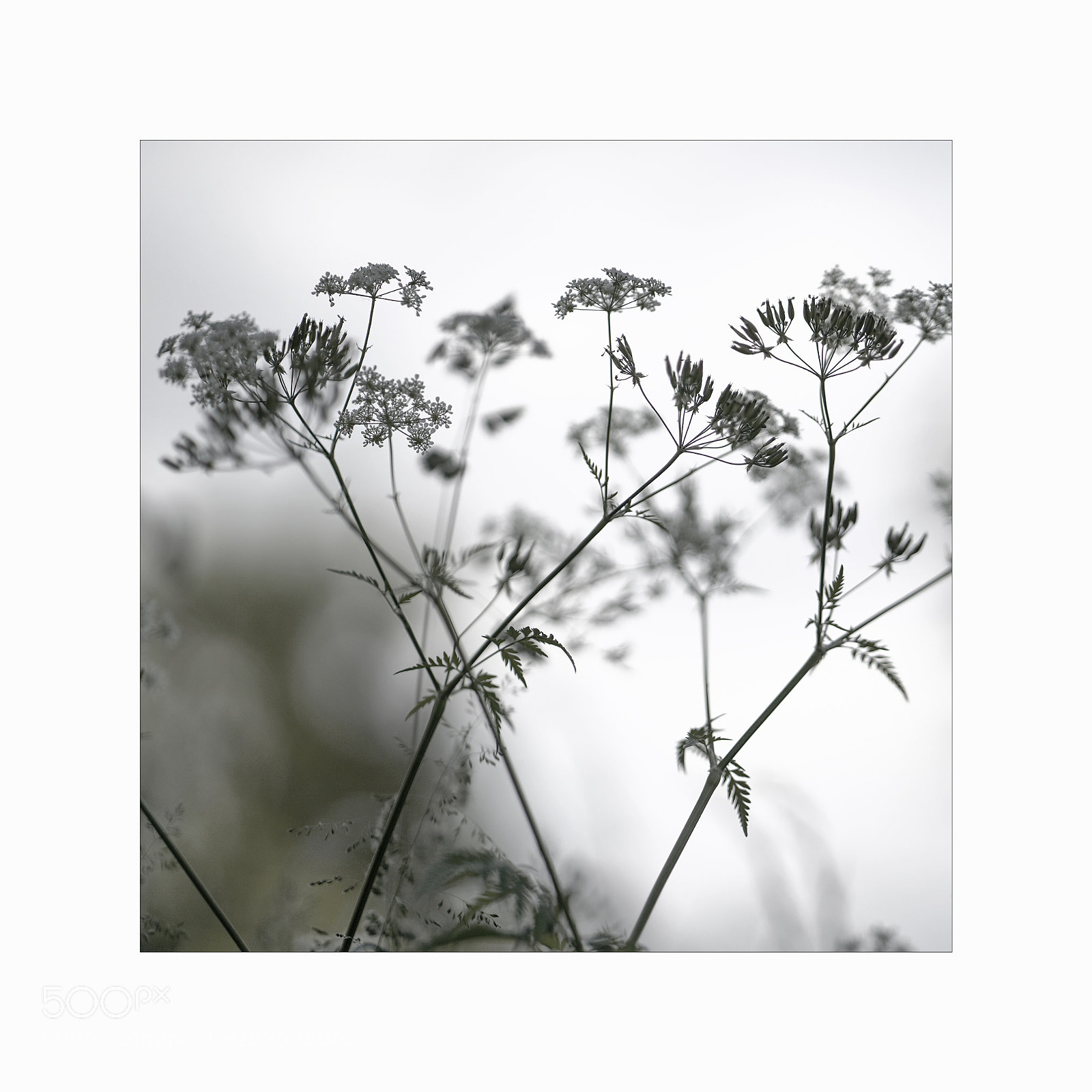 Sony a7 III sample photo. Plants photography