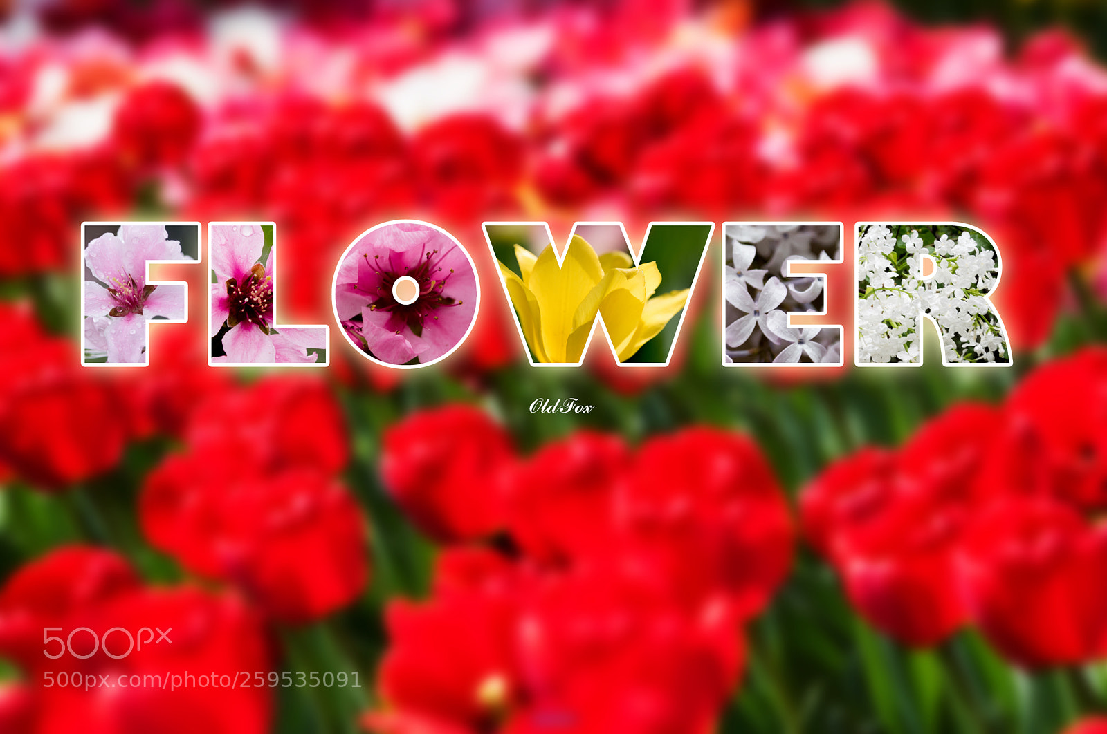 Nikon D750 sample photo. Flowers photography