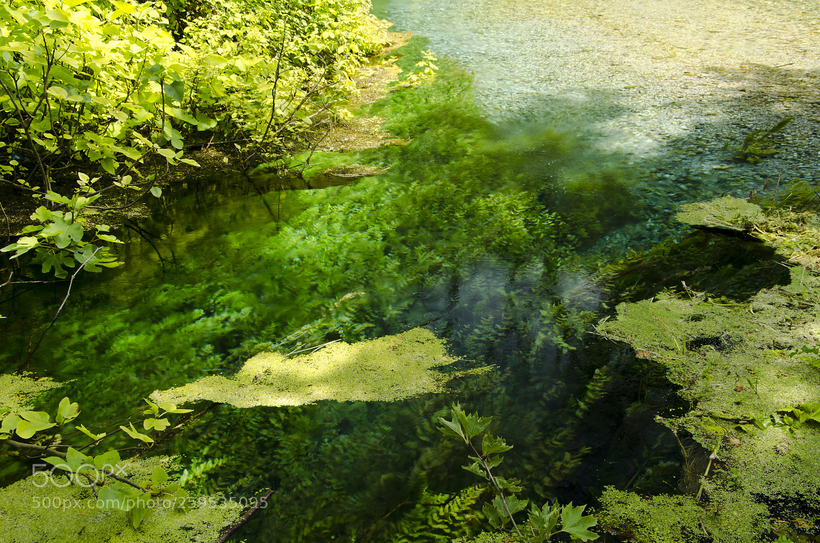Nikon D5100 sample photo. Forest beneath photography
