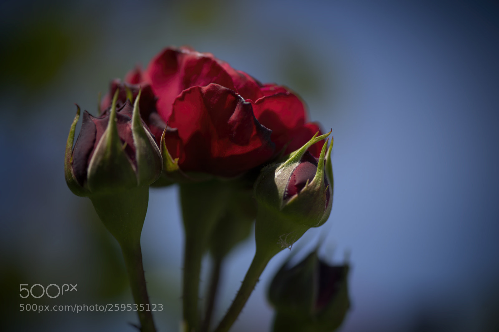Sony a7 III sample photo. Rosen photography