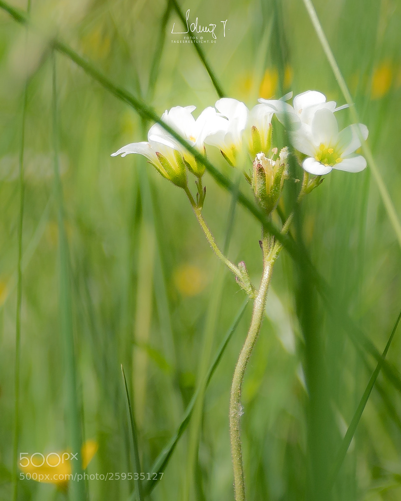 Sony a6300 sample photo. Wildblume photography
